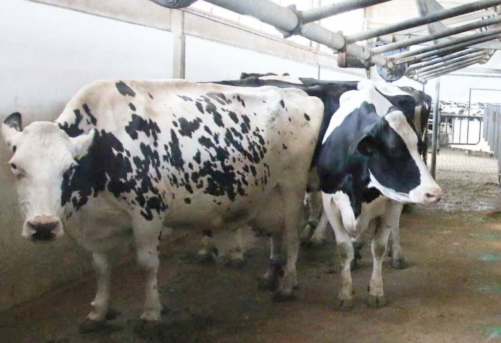 Cia Cuneo: “Gli allevatori di bovini da latte vivono un momento di grande incertezza”  