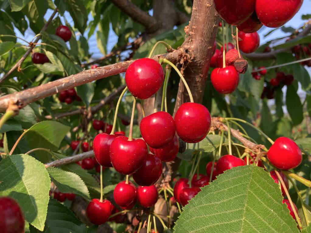 “Quest’anno frutta fresca di alta qualità, ma sul settore pesa l’instabilità”