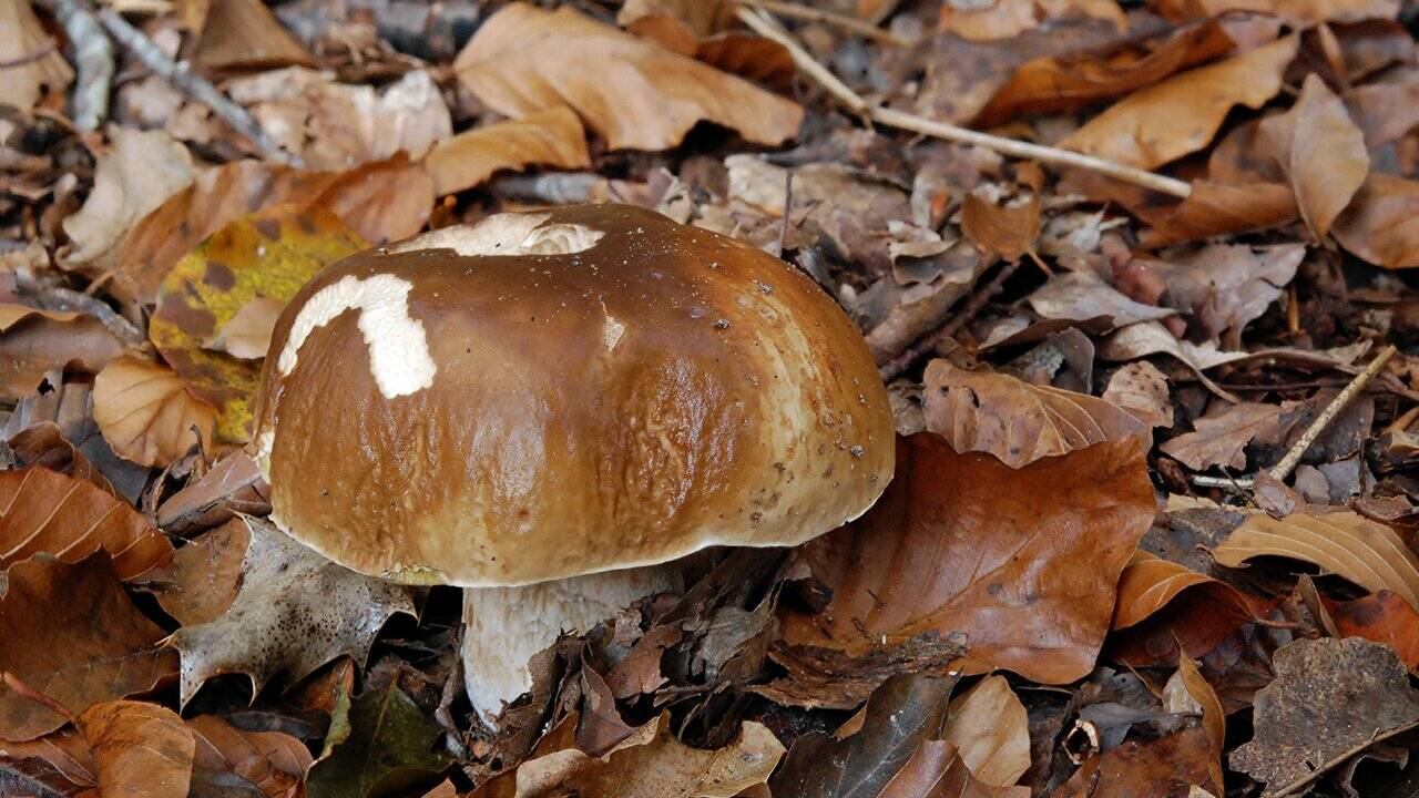 Le disposizioni della Regione per la raccolta dei funghi nei boschi piemontesi