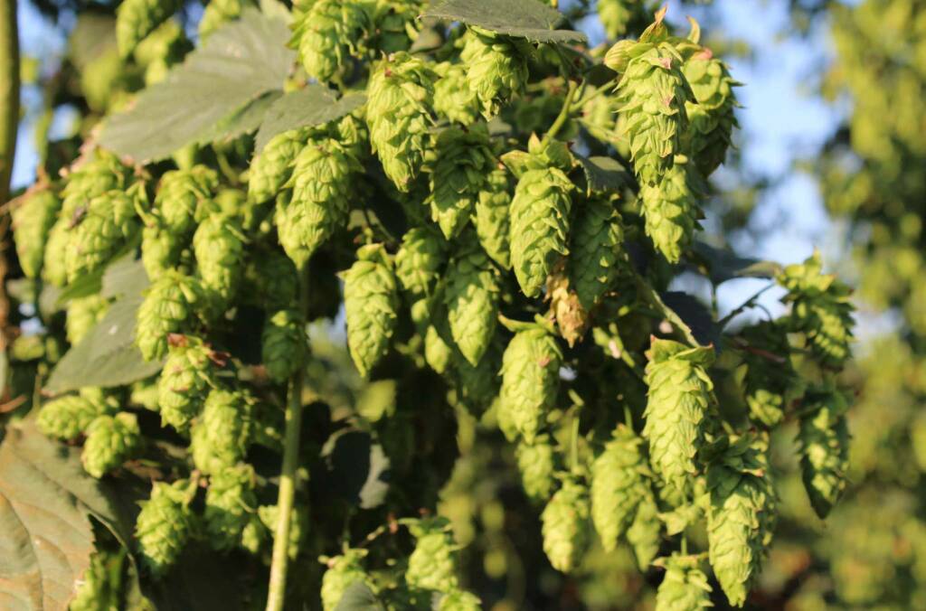 E’ nata la prima Birra Origine Piemonte prodotta dall’azienda agricola Fré