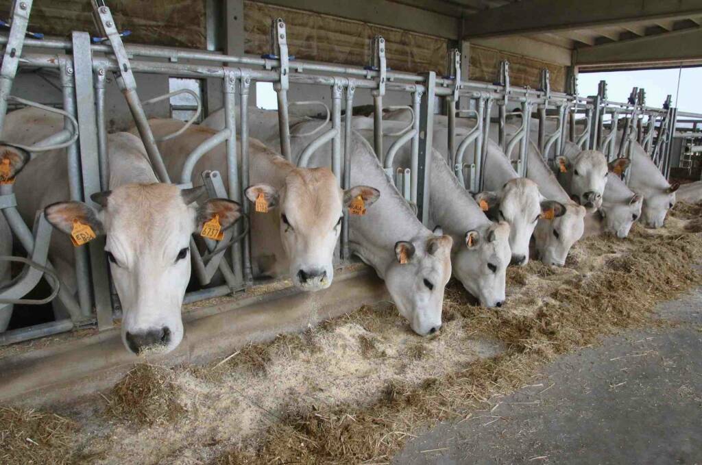 Latte, Cia Cuneo: “Prezzo al litro aumentato per produttori, ma grande incertezza per il futuro”