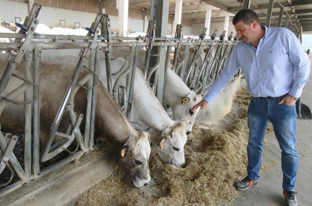 “Allevatori di Piemontese stanno riducendo capi per insostenibili costi di produzione”