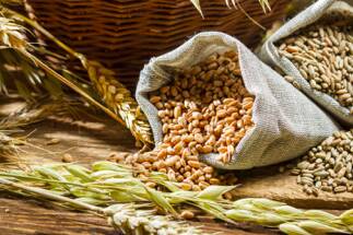 Guerra Ucraina, Coldiretti Cuneo: con accordo 1,2 mld kg mais e grano in Italia