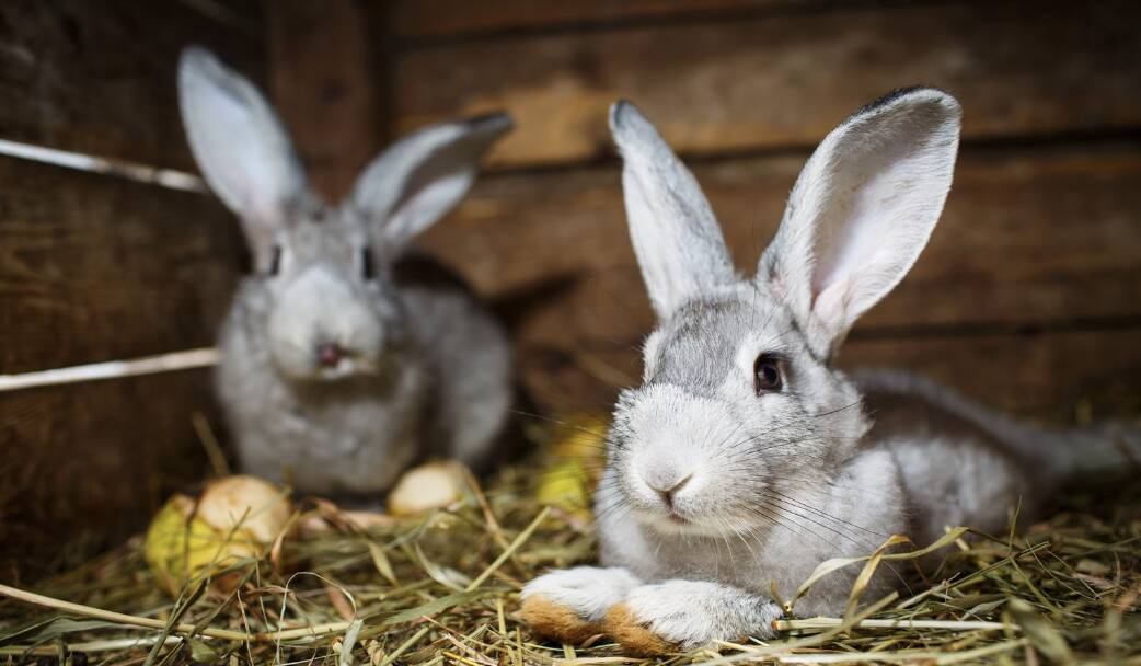 “Conigli: prezzi insostenibili per gli allevatori”