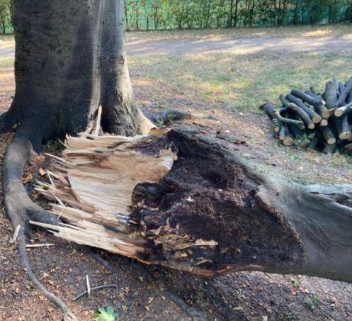 Cuneo, continuano i lavori di abbattimento di alberi malati o a rischio