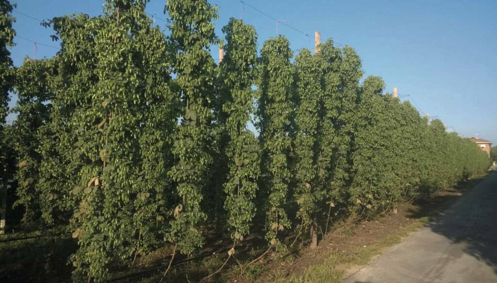 La “Birra del Piemonte” ha il marchio della Regione di Prodotto Agroalimentare Tradizionale