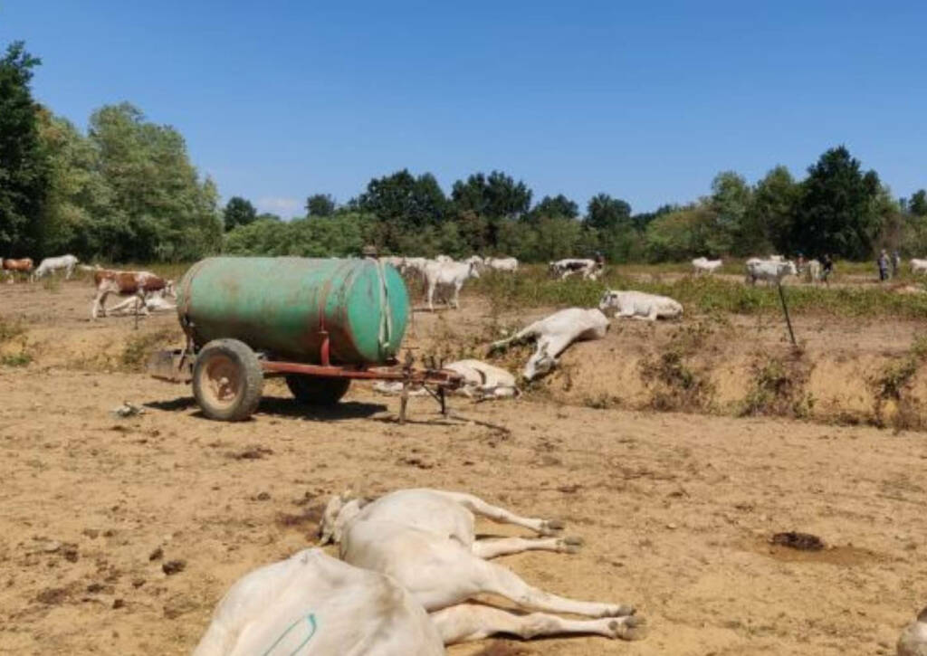 Riparte grazie alle donazioni l’azienda di Sommariva Bosco che ha perso 50 mucche gravide a causa del sorgo “avvelenato”