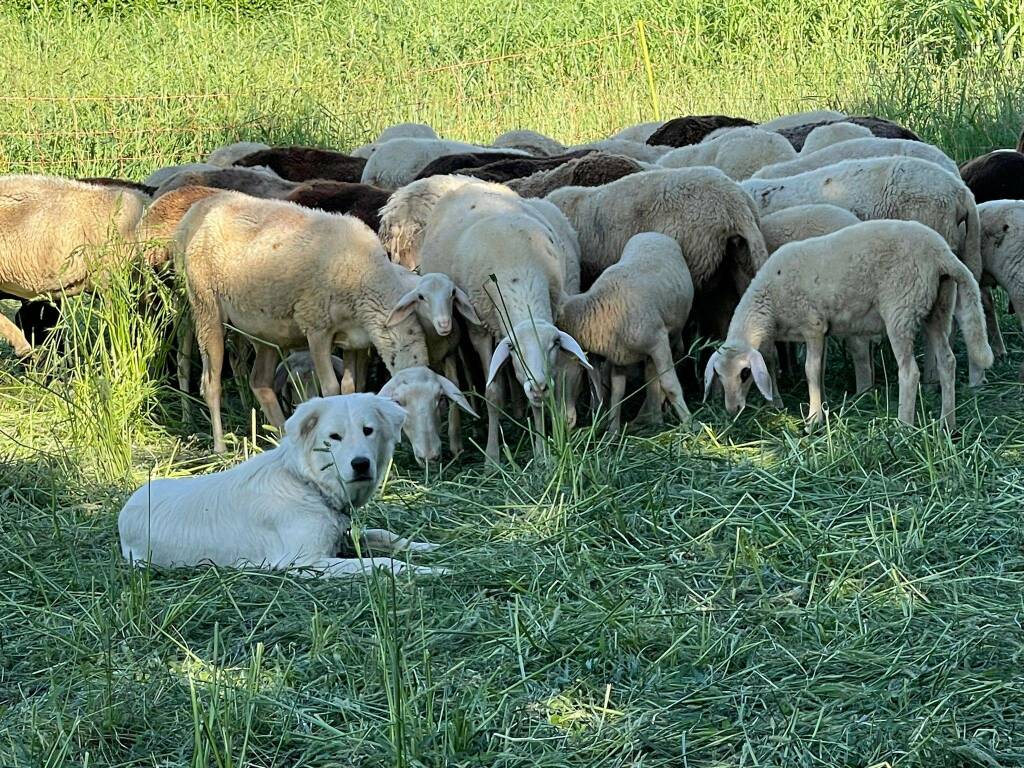 bergesio allevatore pecore lupo