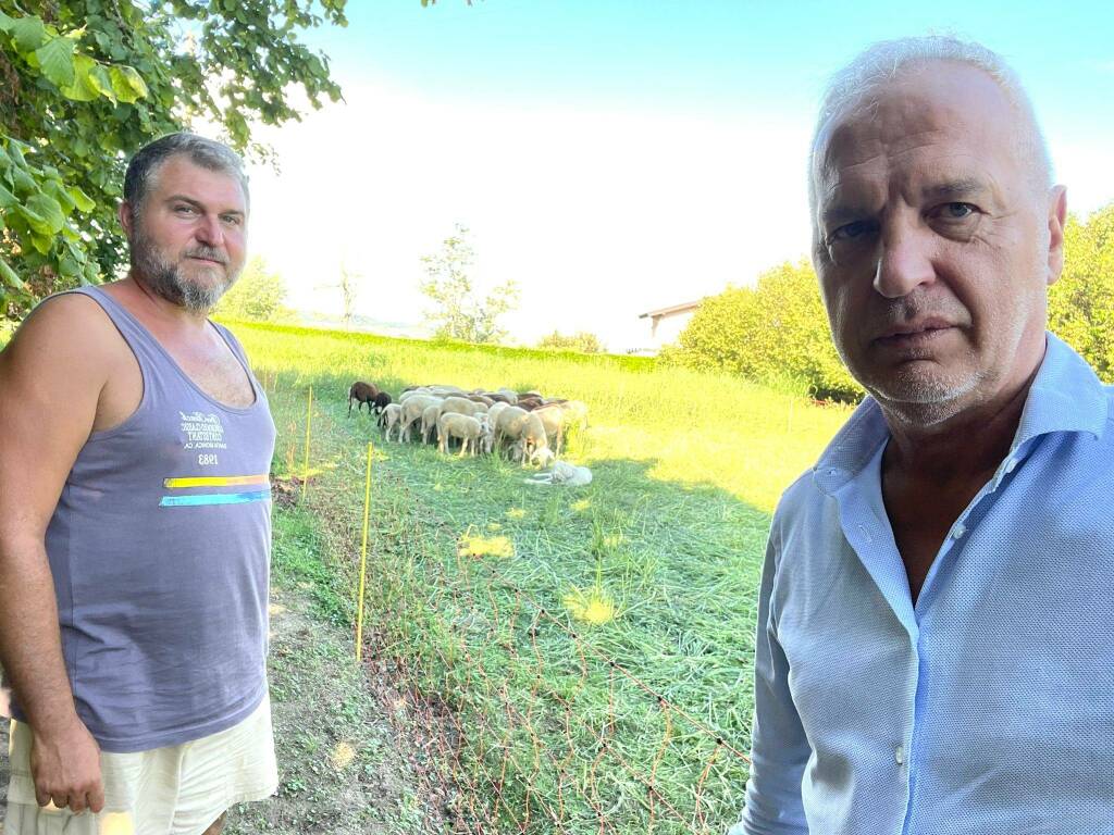 Lupo, Bergesio: “E’ ora di ascoltare finalmente il grido di preoccupazione degli allevatori”
