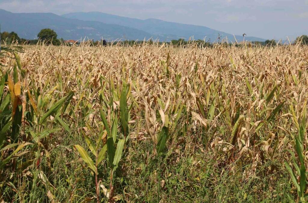“Dallo Stato 200 milioni di euro ad aziende agricole italiane colpite dalla siccità, ma non bastano”