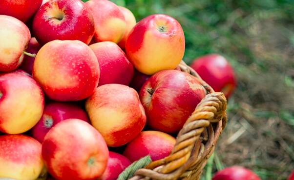 Coldiretti Cuneo: “Contratti scritti per garantire tempi precisi per acconti e saldi ai produttori di frutta”