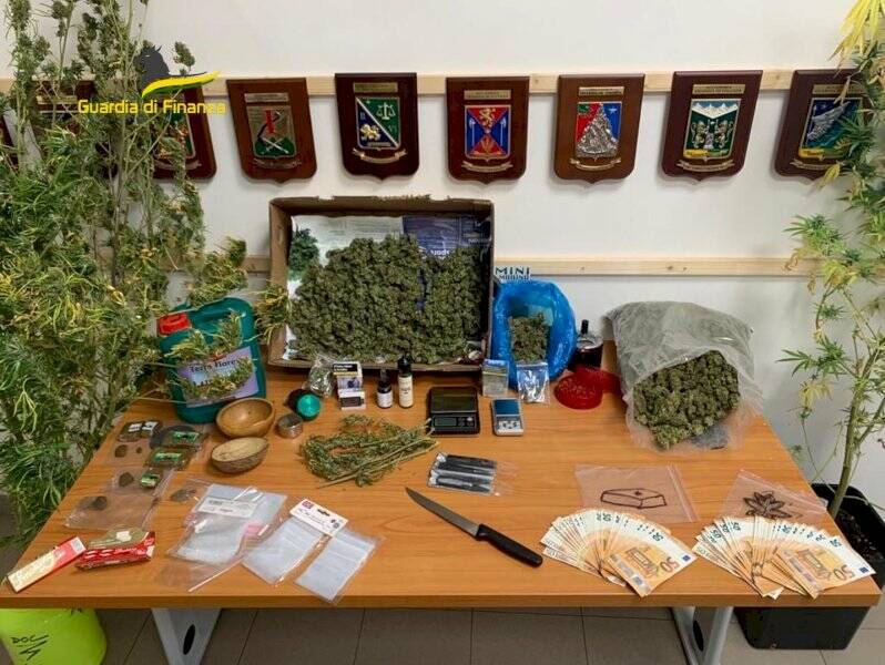 Guardia di Finanza Bra, sequestrate 43 piante di marijuana a Sommariva del Bosco