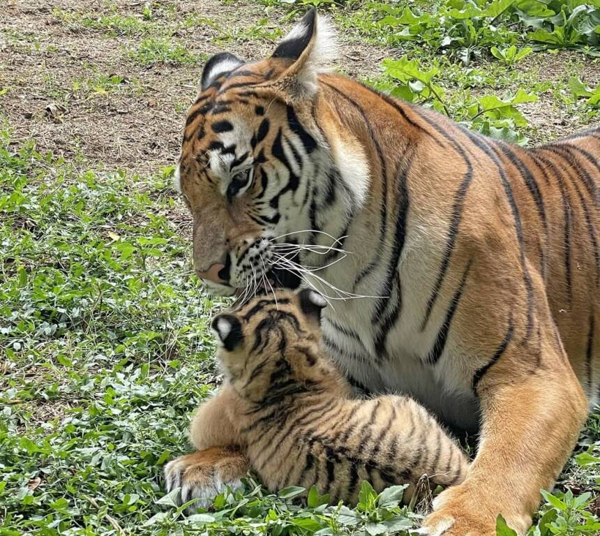 Murazzano, tre nuovi tigrotti al Parco Safari