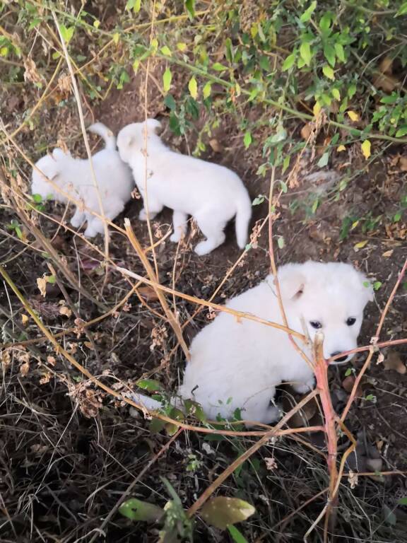 Mondovì, trovati quattro cuccioli abbandonati nei pressi del cimitero