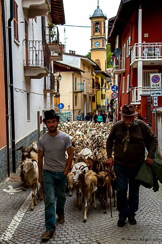 A Roaschia è tutto pronto per la mostra interprovinciale ovini di razza frabosana-roaschina