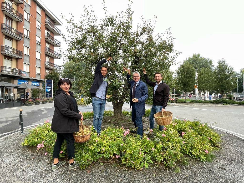 Alba: raccolta simbolica di pera Madernassa sull’albero di piazza Garibaldi