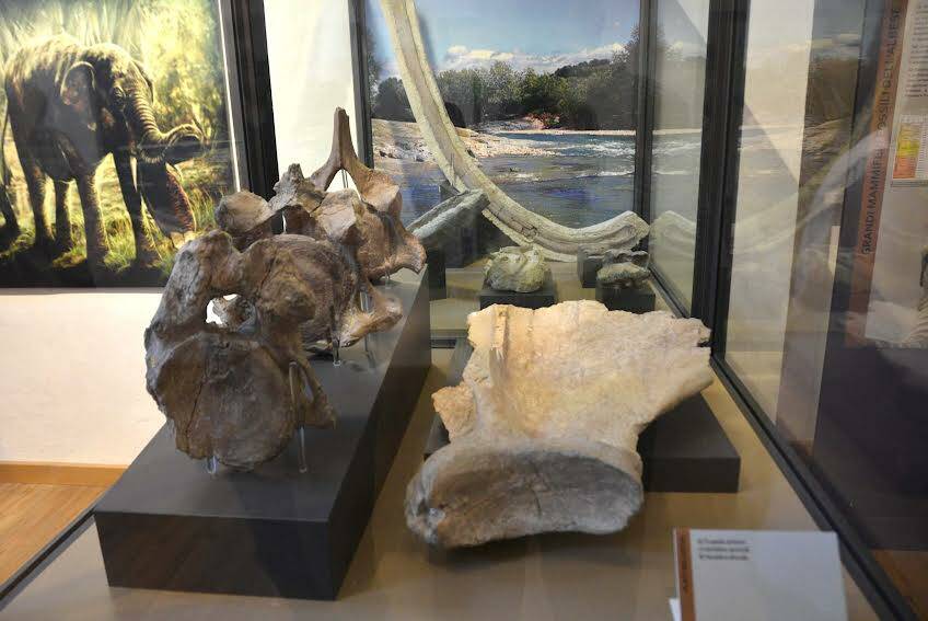 Visite guidate gratuite al Museo civico e alle aree archeologiche del centro di Alba