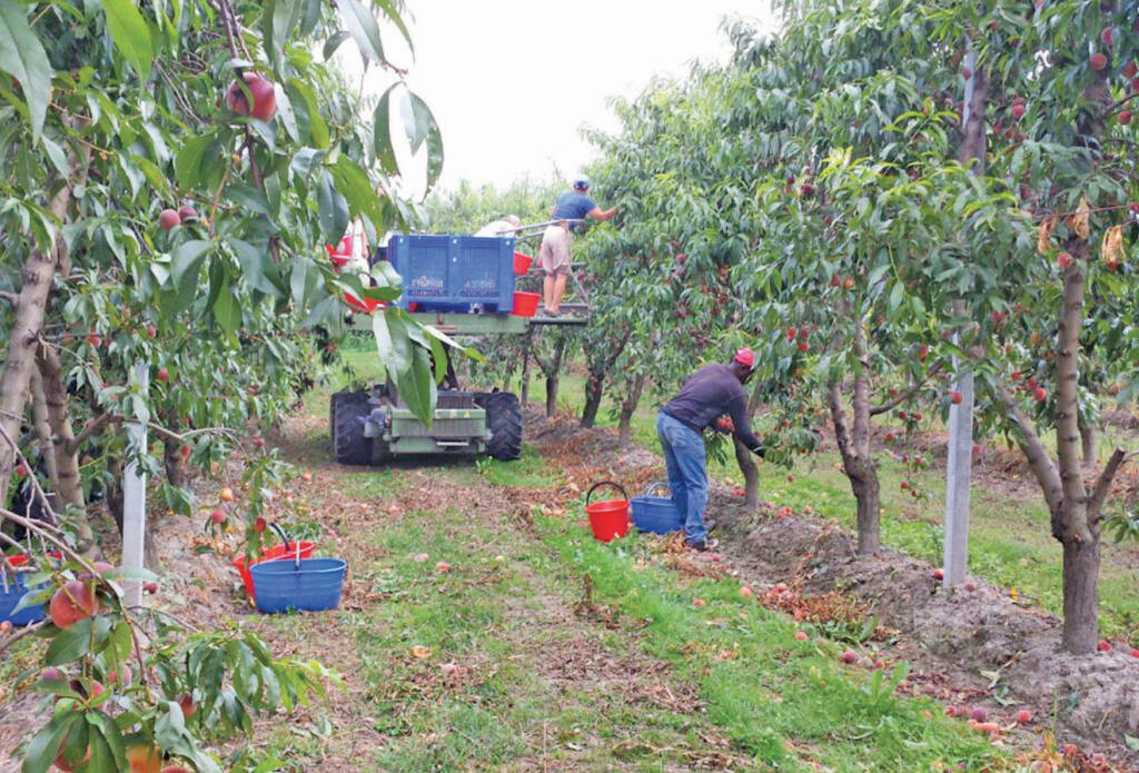Confagricoltura Cuneo “Bene la reintroduzione dei voucher per la raccolta frutta e la vendemmia”