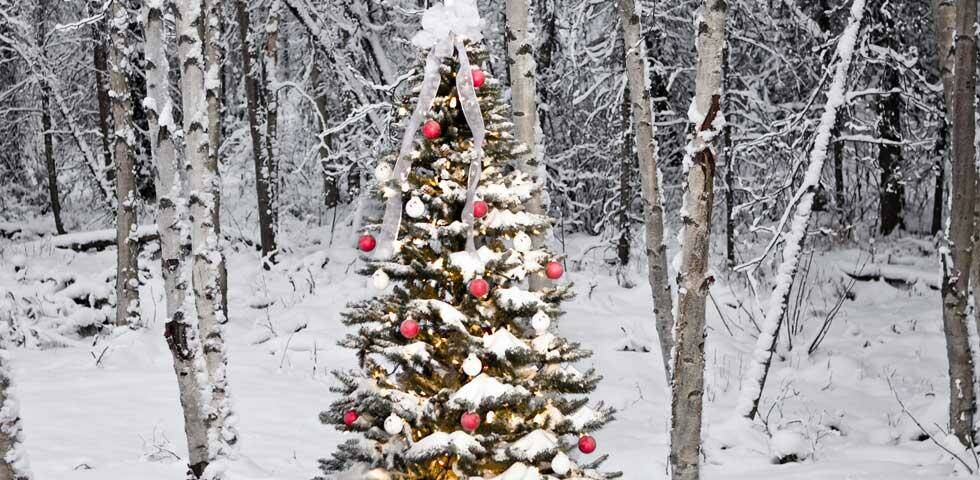 A Monticello d’Alba, durante le feste, si scopre il “Sentiero degli Alberi di Natale”