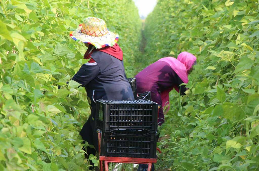 migranti raccolta frutta (foto cia