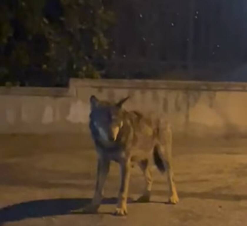 Saluzzo, un lupo avvistato e ripreso in zona San Lazzaro