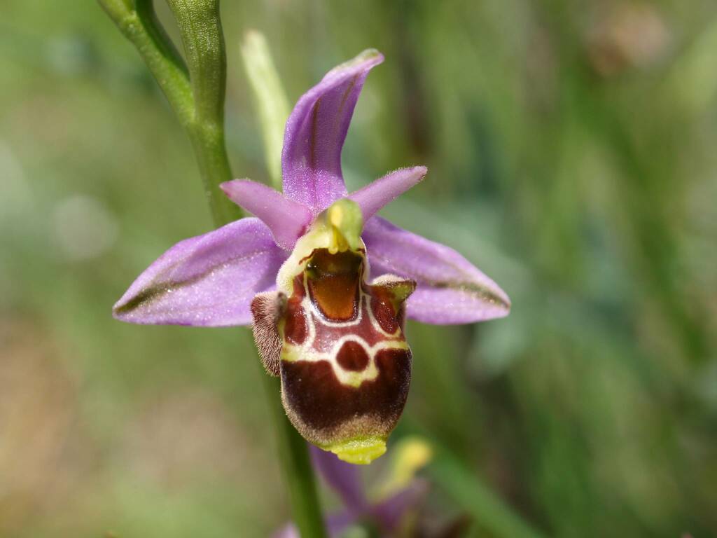 Cinque escursioni nelle Aree Protette Alpi Marittime alla scoperta delle orchidee