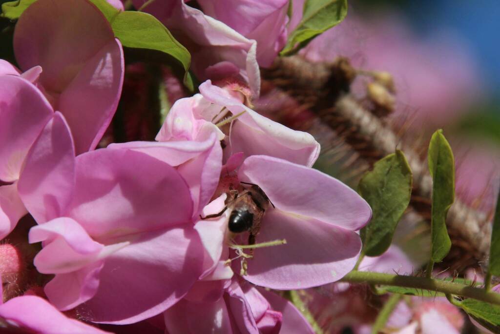 Le regole per una corretta gestione dei trattamenti fitosanitari che tuteli le api