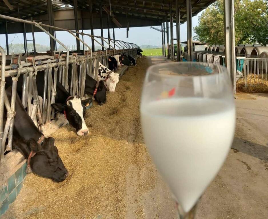 Latte mucche