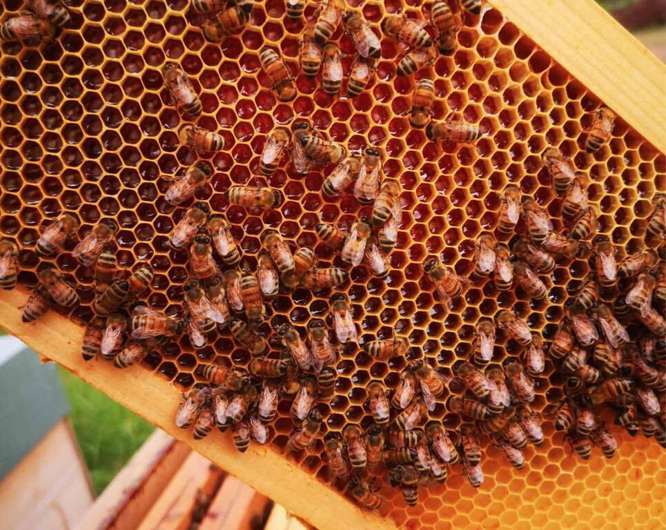 Cia Cuneo: “Apprezziamo i bandi regionali di sostegno alle attività svolte dagli apicoltori”
