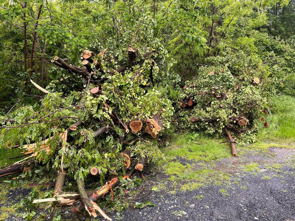 Abbattuti 21 alberi pericolanti a Verzuolo