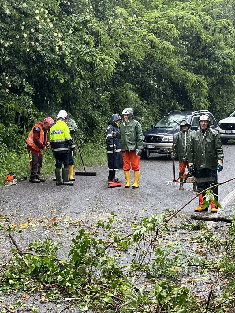 Abbattuti 21 alberi pericolanti a Verzuolo