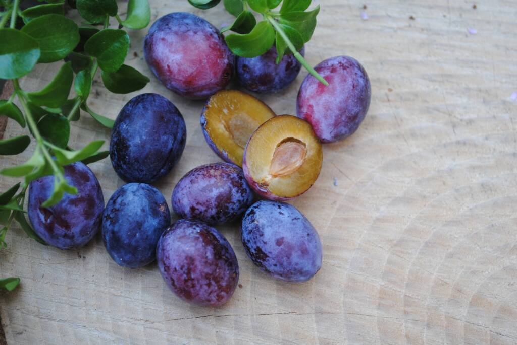 Joinfruit sigla un nuovo accordo per la commercializzazione dei “ramassin” del saluzzese