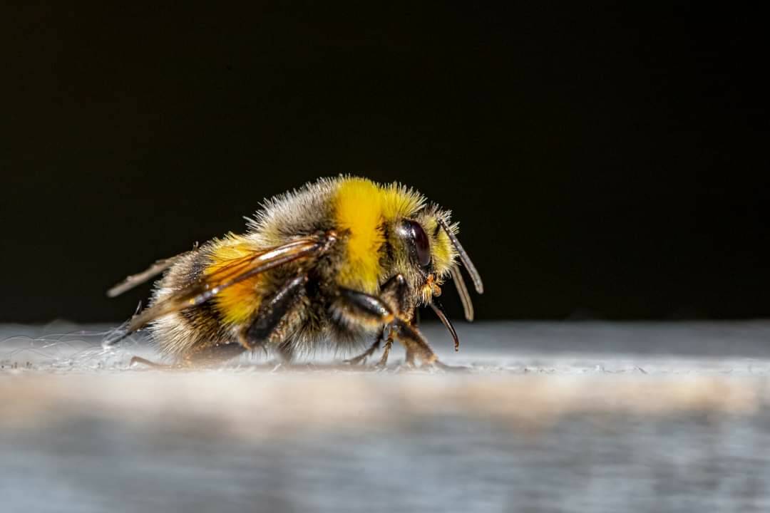 Bando apicoltura 2023 regione Piemonte 