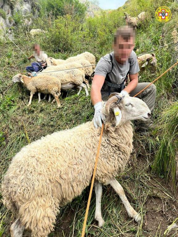 “Una pecora per un amico”, la raccolta fondi per il pastore Matteo Bestiale