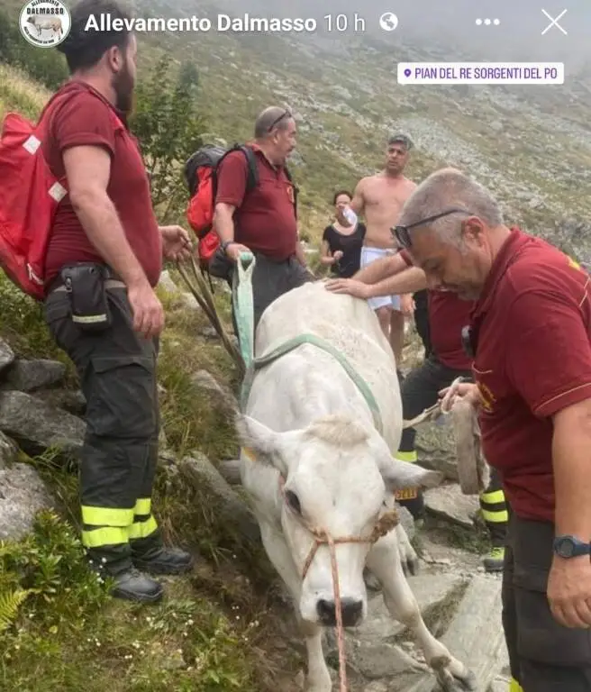 Manza salvata dai Vigili del Fuoco a Pian del Re, in alta Valle Po