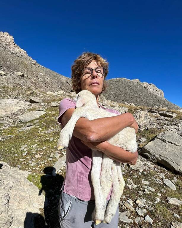 Agnello salvato sul sentiero Dino Icardi in alta Valle Maira