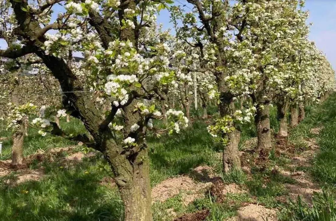 Frutta estiva: a pieno regime (o quasi) la raccolta in provincia di Cuneo