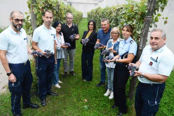 Alba, raccolte 150 cassette d’uva durante la vendemmia in carcere per il vino “Vale la Pena”