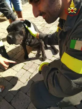 Saluzzo, Vigili del Fuoco liberano cane Corso incastrato sotto un’autovettura