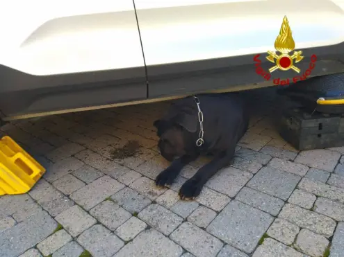 Saluzzo, Vigili del Fuoco liberano cane Corso incastrato sotto un’autovettura