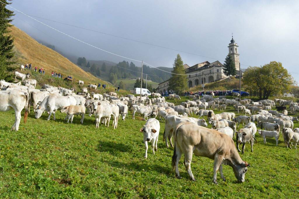 “Caluma el vache”: a Roccaforte Mondovì si celebra la discesa dei malgari