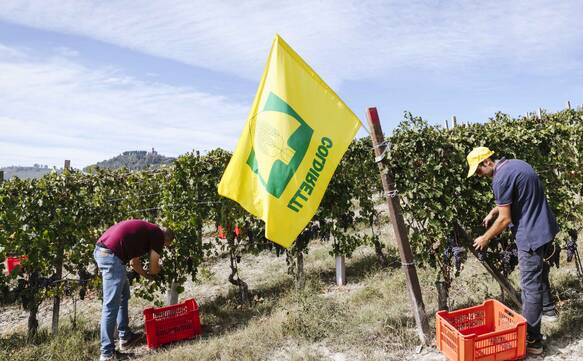 Vino, Coldiretti Cuneo: “Sul nebbiolo la vendemmia premia gli sforzi dei viticoltori”