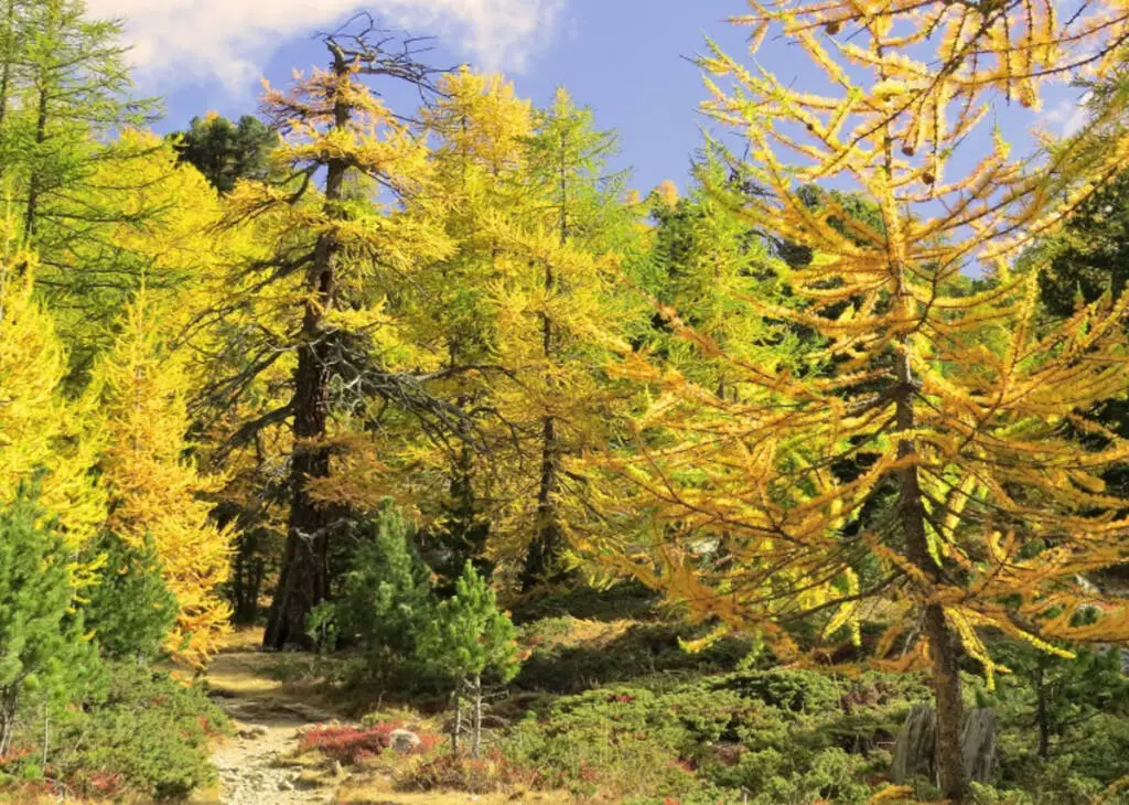 A Saluzzo riapre lo Sportello Forestale del Parco del Monviso