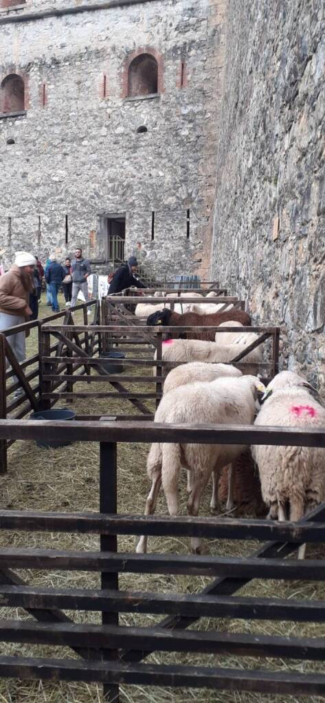 I CAMPANACCI PER BOVINI E OVINI : FIERA DEI SANTI VINADIO (CN) - 26 - 10 -  2014. 