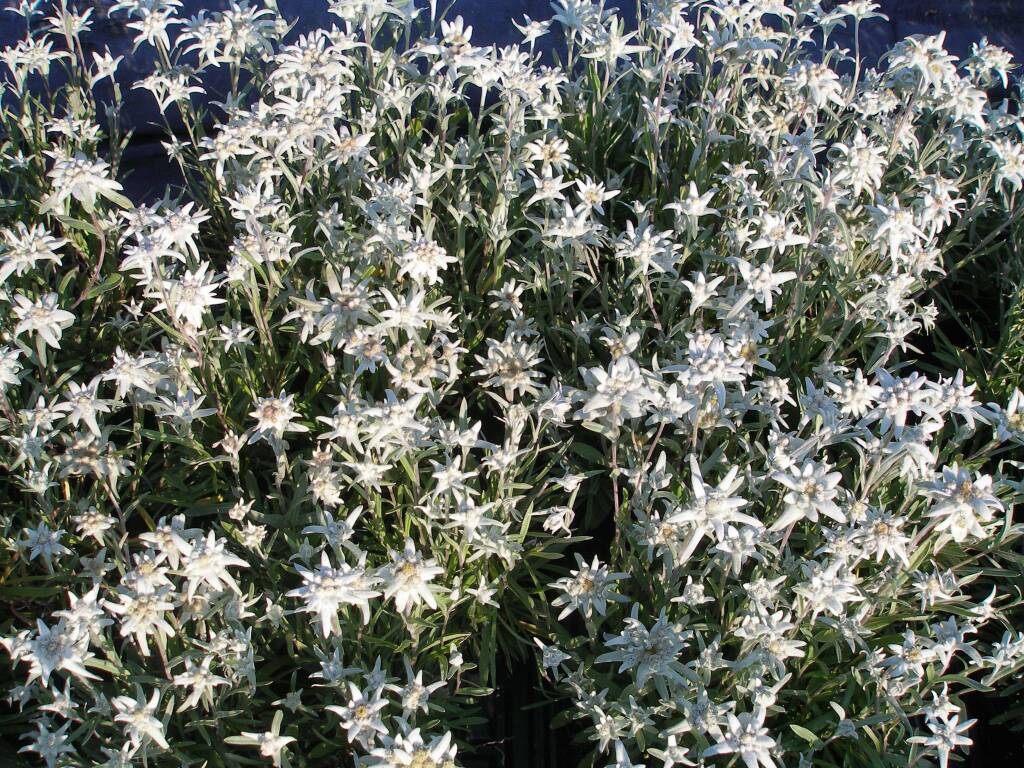 floricoltura edelweiss villar san costanzo