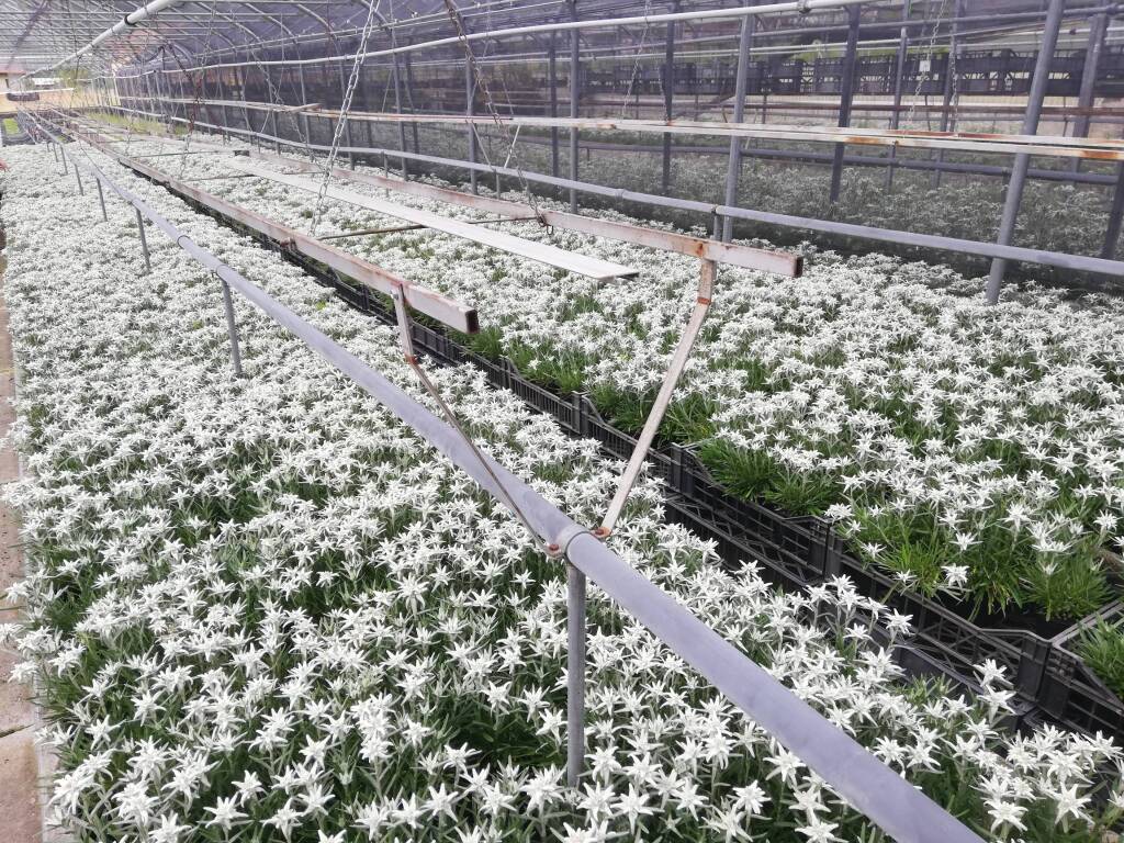 floricoltura edelweiss villar san costanzo