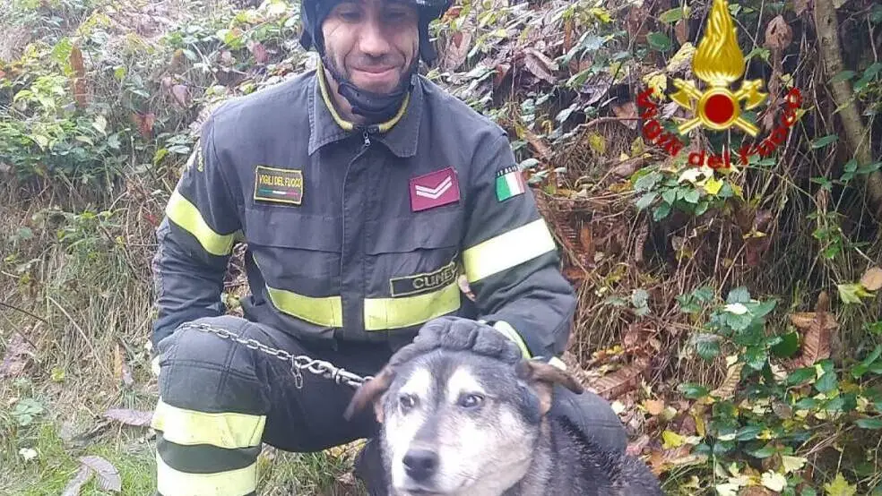 Barge, cane con guinzaglio impigliato in un albero