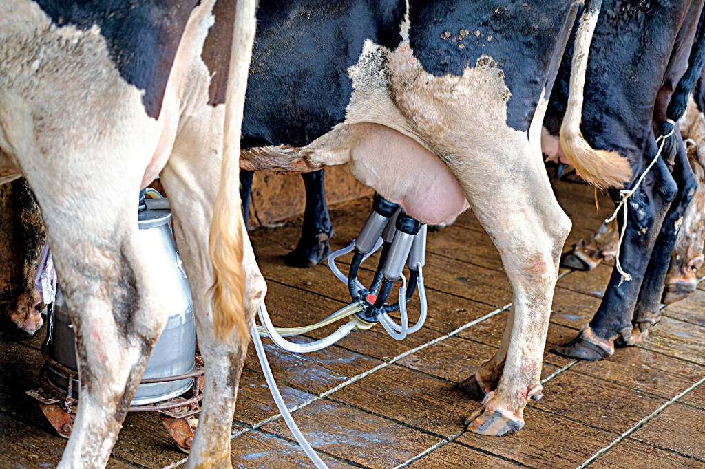 mucca vacca latte mungitura (foto confagricoltura)