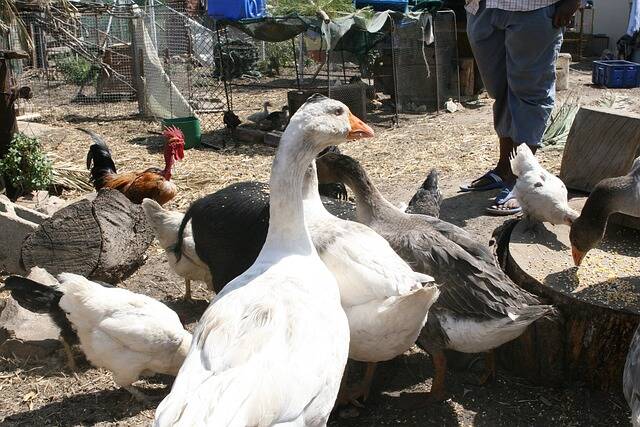 Influenza aviaria, vietata la partecipazione di alcune specie avicole a fiere, mostre e mercati
