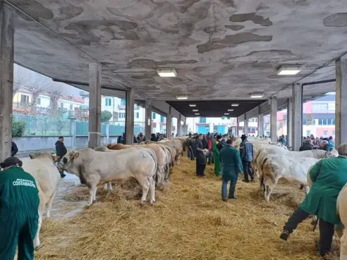 Fiera di Santa Lucia a Ceva: una tradizione che guarda al futuro